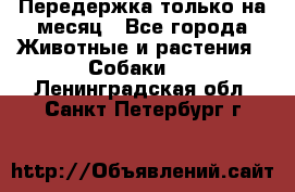 Передержка только на месяц - Все города Животные и растения » Собаки   . Ленинградская обл.,Санкт-Петербург г.